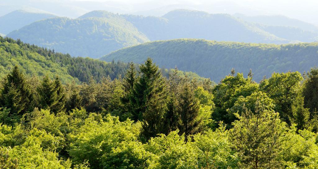 Le Gite De L'Ecureuil Sturzelbronn Dış mekan fotoğraf
